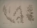 BOTANIQUE. Atriplex coriacea , Acacia seyal , Acacia albida (H. N. Pl. 52), planche gravée par Plée.