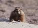 A Close View of a Yellow Bellied Marmot, Yellowstone National Park Photographic Poste...