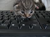Katzen Mauspad (307)