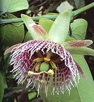 Sweet Granadilla Passion Flower 15 Seed/Seeds