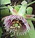 Sweet Granadilla Passion Flower 15 Seed/Seeds