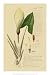 Descubes Aroid Plant III - Art Print Poster 14 x 21