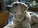 Yellow Labrador Retriever, Mill Valley, California Animals Photographic Poster Print, 24x18