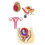 Pregnancy Diagrams