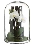 Pack of 2 Artificial White Mini Phalaenopsis Silk Orchids with Glass Domes 11