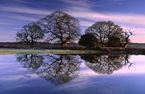 New Forest Reflections Greeting Card Photographic