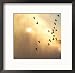 Birds Flying Above Niagara Falls, Ontario, Canada Photos To Go Collection Framed Photographic Poster Print by Keith Levit, 18x18