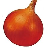 玉ねぎ苗 【予約】 【 早生 ソニック 】 約100本 10月17日～10月21日出荷分