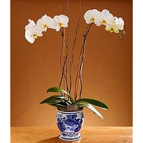 Plants – Double Stem White Orchid