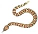 Rattlesnake Squirt Image