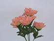 Dew Drop Dahlia Bush-Peach