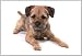 Outdoor Living : New Border Terrier Dog Mousemat