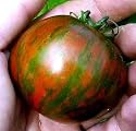 Black Zebra Tomato 15 Seeds -Incredible and Fascinating