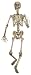 Poseable Skeleton - 36
