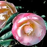Camellia - Camellia Ice Angels 'April Remembered'