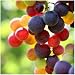 Outdoor Tree Seed Kit - Vineyard Grapes