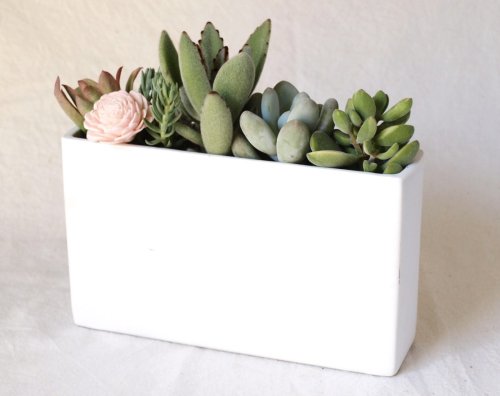 solxsol 多肉植物 White square pot 10907