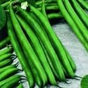 SEED BARGAINS: Dwarf French Bean Classic (50 Commercial Grade Seeds)