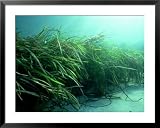 Eelgrass, Zostera Marina, South Uist, Scotland Framed Art Poster Print by Sue Scott, 39x31
