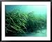 Eelgrass, Zostera Marina, South Uist, Scotland Framed Art Poster Print by Sue Scott, 39x31
