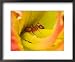Red Ant Framed Art Poster Print by Adam Jones, 22x18