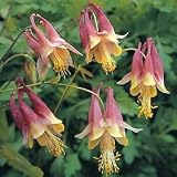 Aquilegia canadensis 75 Seeds - Shade Perennial