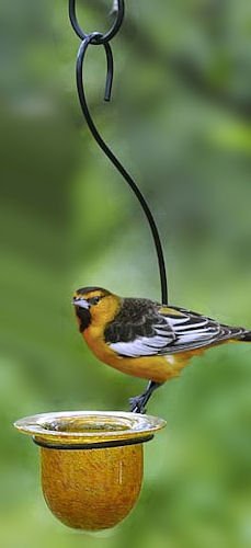 Parasol MOM Mandarin Oriole Feeder Medium