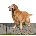 Kennel Deck, Raised Flooring, One 2' X 4' Pcs, 8 Sq Ft.