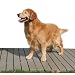 Kennel Deck, Raised Flooring, One 2' X 4' Pcs, 8 Sq Ft.