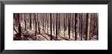 Bare Trees in a Forest One Year After Forest Fire, Roosevelt National Forest, Colorado, USA Framed Art Poster Print by Panoramic Images, 31x15