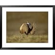 Sage Grouse, Display, USA Photography Framed Art Poster Print by Mary Plage, 31x25