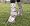 Cashel Fly Leg Guards, Draft - 17