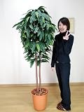 光触媒 観葉植物 マンゴー 170cm