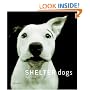 Shelter Dogs