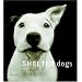 Shelter Dogs