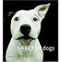 Shelter Dogs