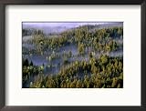 Fog Shrouding Pine Forests in Jackson Hole Valley Region, Grand Teton National Park, Wyoming, USA Collections Framed Photographic Poster Print by Stephen Saks, 21x17