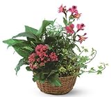Teleflora