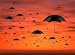 Red Sky - 36