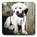 Dogs Labrador Retriever - Cute Yellow Lab Puppy - Light Switch Covers - double toggle switch