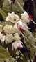 White Bleeding Heart Vine Plant - Clerodendrum