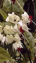 White Bleeding Heart Vine Plant - Clerodendrum