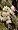 White Bleeding Heart Vine Plant Clerodendrum