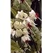 White Bleeding Heart Vine Plant - Clerodendrum