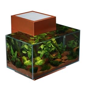 Small Fish Tank