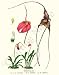 Botanical Tropical Orchid Print: Masdevallias A.- M. coccinea B-.M. gemmata C-.M. chi...