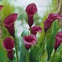Anneke Purple Calla Lily Bulb - True Purple Color