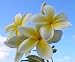 Hawaiian Yellow "Melemele" Plumeria (Frangipani) Plant Cutting....Shipped from Hawaii, this cutting comes from a PEST-FREE certified Hawaiian nursery with the proper U.S. Department of Agriculture stamp.