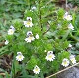 Eyebright Herbal Capsules