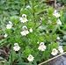Eyebright Herbal Tea